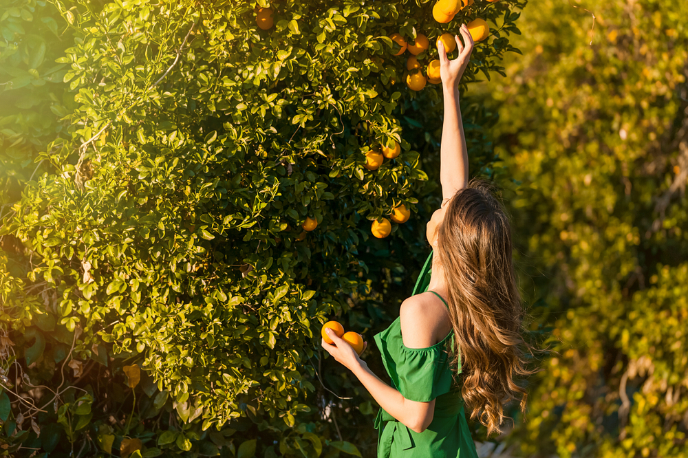 woman outdoors collecting oranges